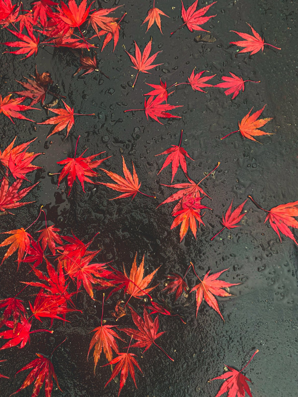 Japanese Autumn Leaves