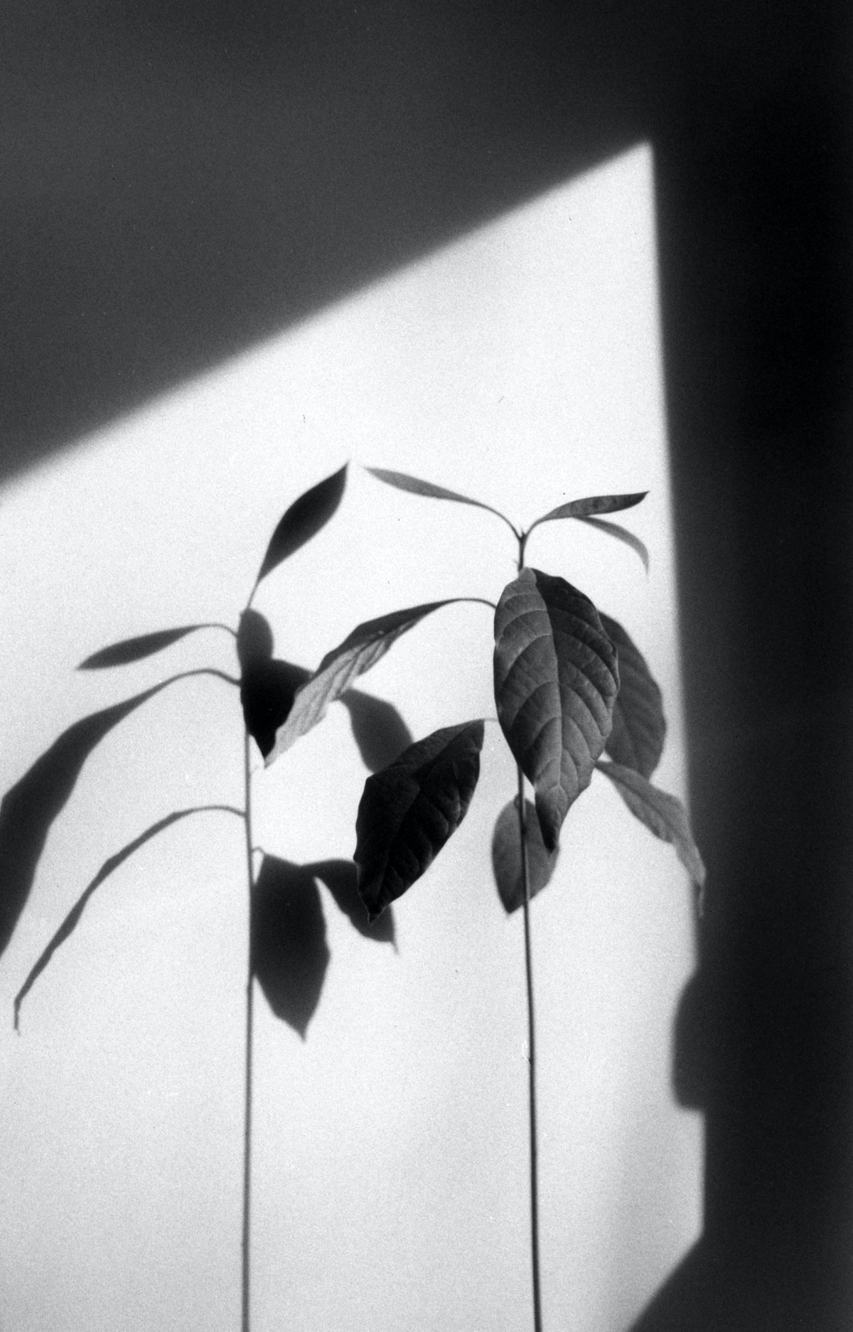 Plant with shadow